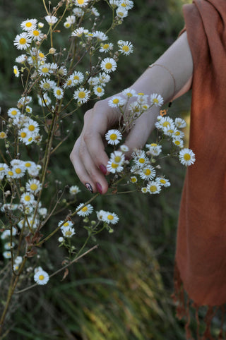 Hand holding chamomile tea flowers in field